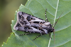 Archer's Dart (Agrotis vestigialis)