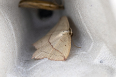 Blood-vein (Timandra comae)