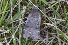 Lesser Yellow Underwing (Noctua comes)