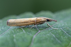 Common Grass-veneer (Agriphila tristella)