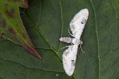 Hvit dvergmåler (Eupithecia centaureata)