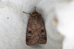 Small Square-spot (Diarsia rubi)