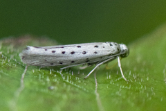 Smørbukkspinnmøll (Yponomeuta sedella)