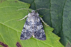 The Grey (Hadena caesia)