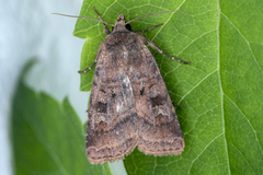 Small Square-spot (Diarsia rubi)