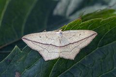 Blood-vein (Timandra comae)