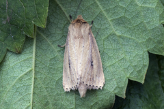 Webb's Wainscot (Globia sparganii)