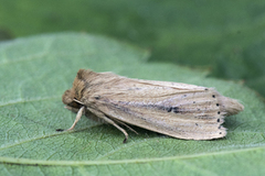 Webb's Wainscot (Globia sparganii)
