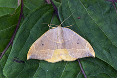 Oak Hook-tip (Watsonalla binaria)