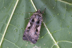 Setaceous Hebrew Character (Xestia c-nigrum)