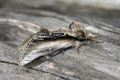 Seljetannspinner (Pheosia tremula)