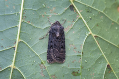 Svart jordfly (Euxoa nigricans)