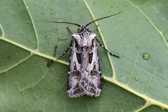 Archer's Dart (Agrotis vestigialis)