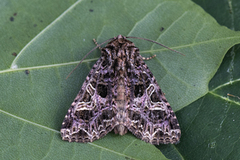 Fiolett nellikfly (Sideridis rivularis)