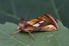 Langstreket metallfly (Plusia festucae)