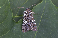 Kystnellikfly (Hadena albimacula)