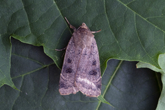 Lesser Yellow Underwing (Noctua comes)