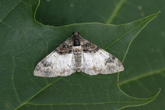 Hvit flaggmåler (Catarhoe cuculata)