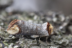 Oksehodespinner (Phalera bucephala)