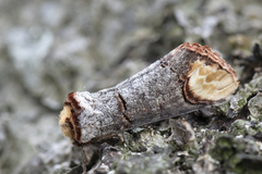 Oksehodespinner (Phalera bucephala)