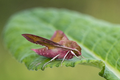 Small Elephant Hawk-moth (Deilephila porcellus)