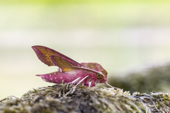 Liten snabelsvermer (Deilephila porcellus)