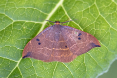 Oak Hook-tip (Watsonalla binaria)