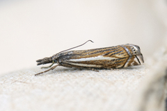 Hook-streaked Grass-Veneer (Crambus lathoniellus)