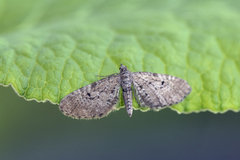 Einerdvergmåler (Eupithecia intricata)