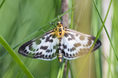 Small Magpie (Anania hortulata)