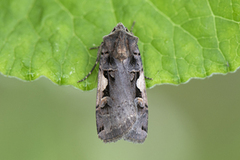 Setaceous Hebrew Character (Xestia c-nigrum)