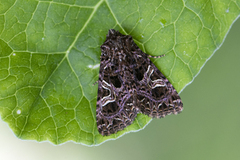 Fiolett nellikfly (Sideridis rivularis)