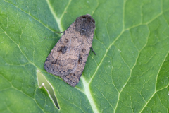 Brunt urtefly (Caradrina morpheus)