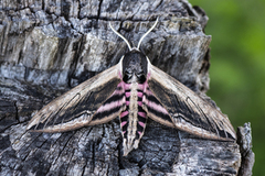 Ligustersvermer (Sphinx ligustri)