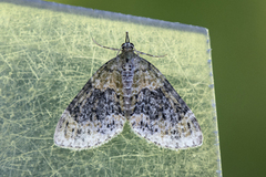 Yellow-barred Brindle (Acasis viretata)
