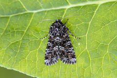 Tawny Shears (Hadena perplexa)