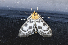 Nesleengmott (Anania hortulata)