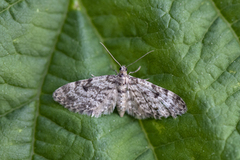 Grandvergmåler (Eupithecia tantillaria)