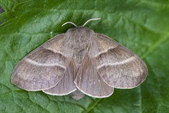 Fox Moth (Macrothylacia rubi)