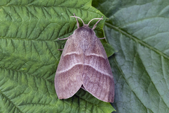 Fox Moth (Macrothylacia rubi)