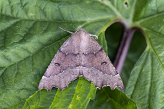 Scalloped Hazel (Odontopera bidentata)