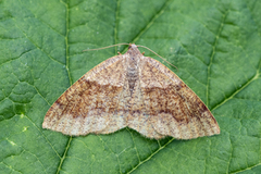 Barred Umber (Plagodis pulveraria)