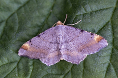 Tawny-barred Angle (Macaria liturata)