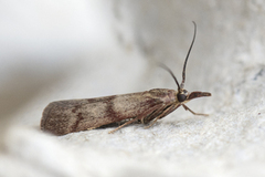 Bakkesmalmott (Hypochalcia ahenella)