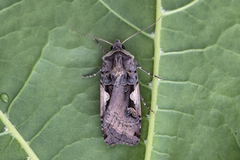 Setaceous Hebrew Character (Xestia c-nigrum)
