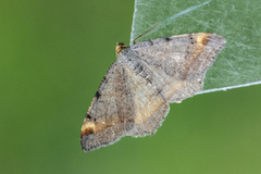Tawny-barred Angle (Macaria liturata)