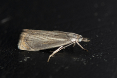 Garden Grass-veneer (Chrysoteuchia culmella)