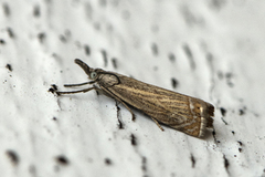 Garden Grass-veneer (Chrysoteuchia culmella)