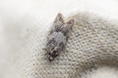 Spraglet gråvikler (Cnephasia asseclana)
