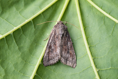 Brunt lundfly (Lacanobia suasa)